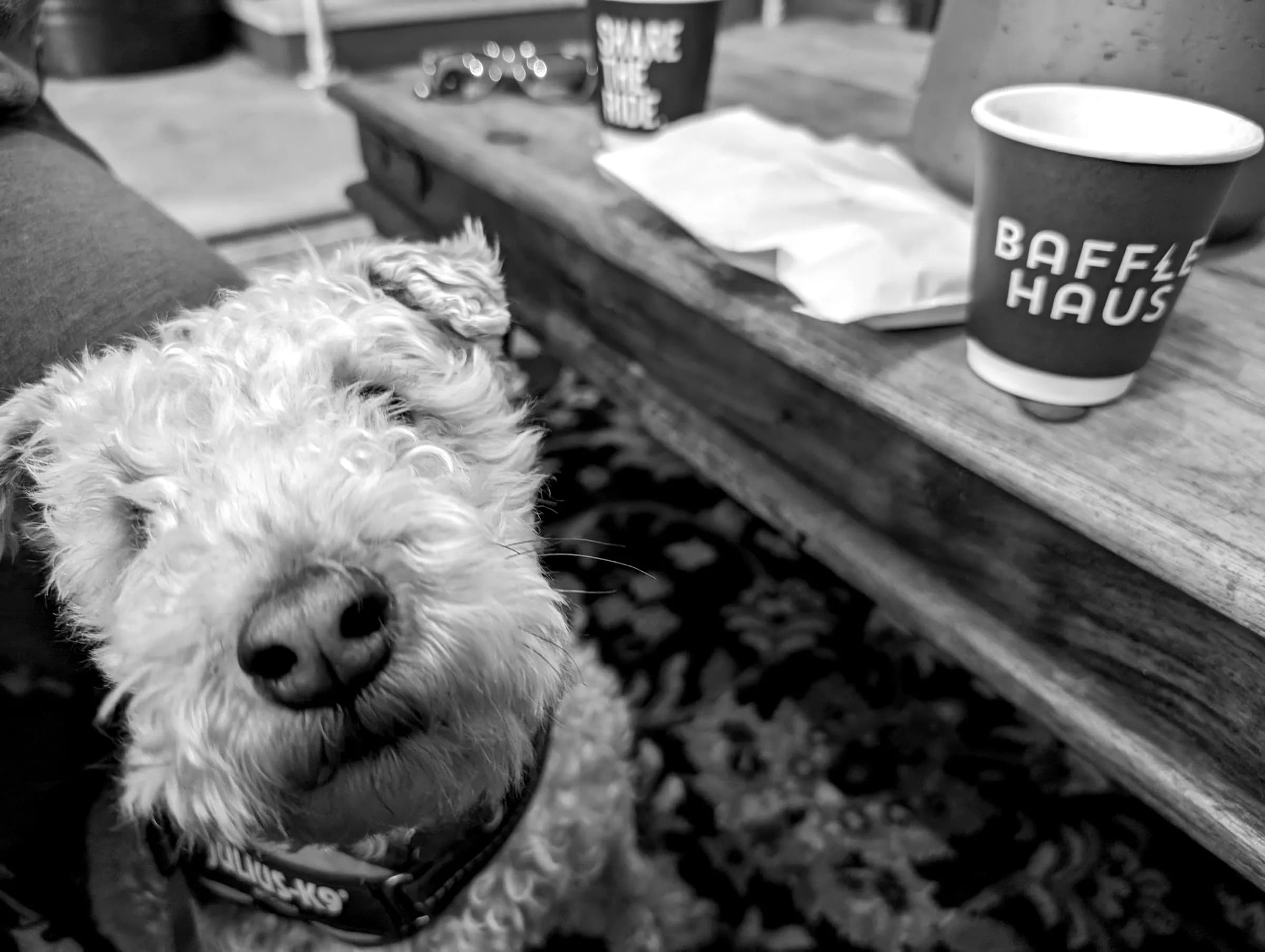 A dog waiting patiently at a café table