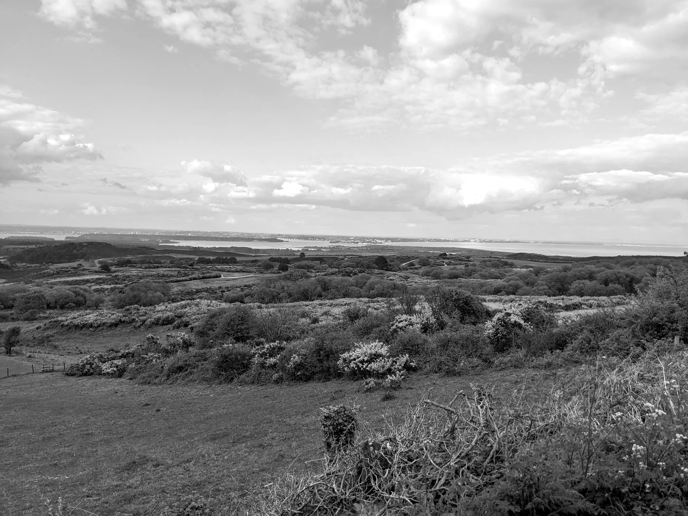 Gorse on Godlingston Heath, looking out over Poole Harbour