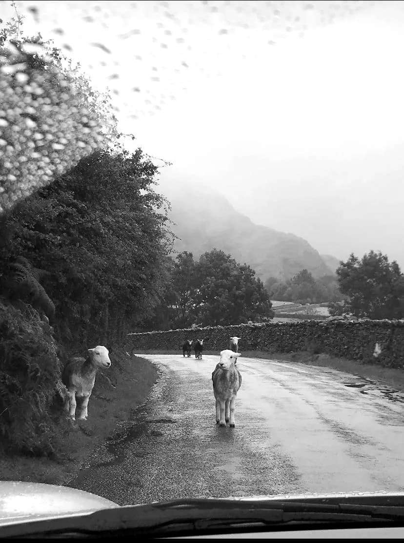 Sheep standing in the middle of a wet Lakeland lane